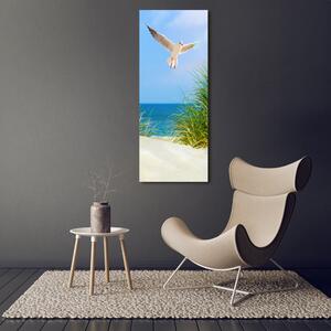 Vertikální Foto obraz skleněný svislý Méva nad dunami osv-109828063