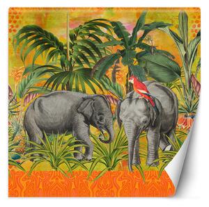 Fototapeta Oranžová na pozadí slonů - Andrea Haase Materiál: Vliesová, Rozměry: 100 x 100 cm