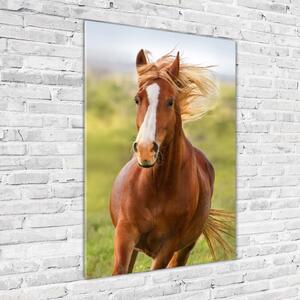 Vertikální Foto obraz sklo tvrzené Kůň v poklusu osv-111439181