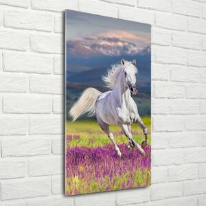 Vertikální Fotoobraz na skle Bílý kůň cval osv-113343319