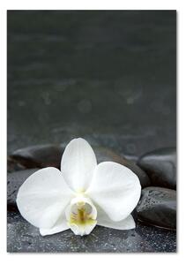 Vertikální Fotoobraz na skle Orchidej kameny osv-113617594