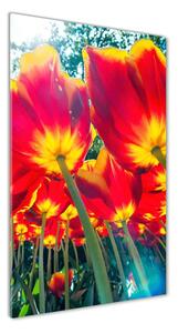 Vertikální Fotoobraz na skle Červené tulipány osv-113693972