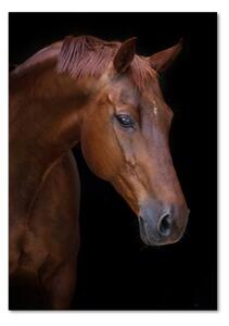 Vertikální Foto obraz sklo tvrzené Portrét koně osv-114030424