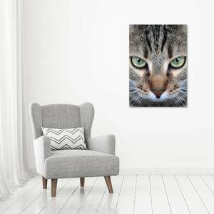 Vertikální Vertikální Foto obraz na plátně do obýváku Oči kočky ocv-114220094