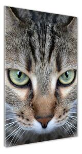 Vertikální Foto obraz sklo tvrzené Oči kočky osv-114220094