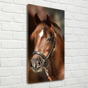 Vertikální Foto obraz sklo tvrzené Portrét koně osv-118893601