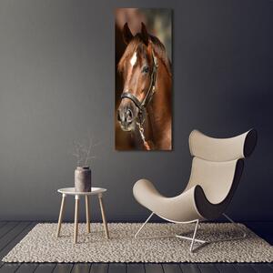Vertikální Foto obraz sklo tvrzené Portrét koně osv-118893601