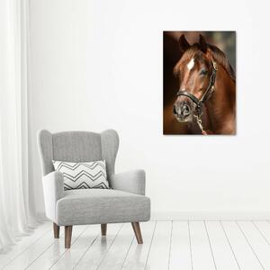 Vertikální Foto obraz na plátně Portrét koně ocv-118893601