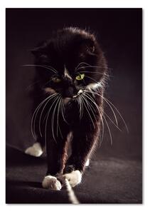 Vertikální Foto obraz sklo tvrzené Černá kočka osv-119089470