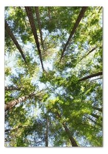 Vertikální Foto obraz sklo tvrzené Koruna stromů osv-119047799