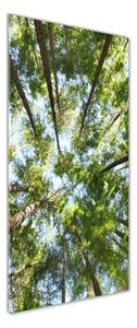 Vertikální Foto obraz sklo tvrzené Koruna stromů osv-119047799