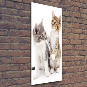 Vertikální Foto obraz sklo tvrzené Dvě malé koťata osv-120060855