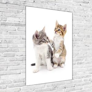 Vertikální Foto obraz sklo tvrzené Dvě malé koťata osv-120060855