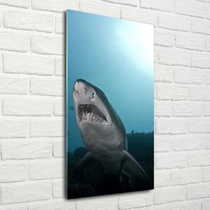 Vertikální Foto obraz sklo tvrzené Velký žralok osv-120086004
