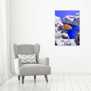 Vertikální Vertikální Foto obraz na plátně do obýváku Ryba Nemo ocv-120479478