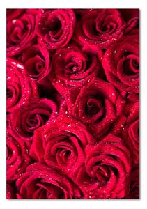 Vertikální Foto obraz sklo tvrzené Červené růže osv-122317792
