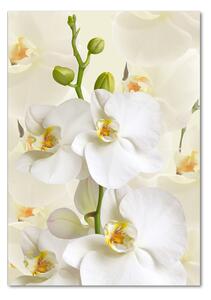 Vertikální Foto obraz fotografie na skle Bílá orchidej osv-123330197