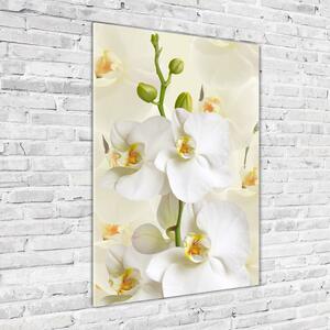 Vertikální Foto obraz fotografie na skle Bílá orchidej osv-123330197