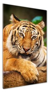 Vertikální Foto obraz skleněný svislý Bengálský tygr osv-124110123
