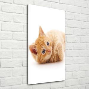 Vertikální Foto obraz sklo tvrzené Malá červená kočka osv-126034635