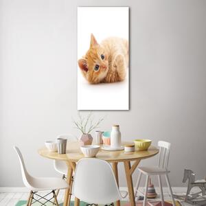Vertikální Foto obraz sklo tvrzené Malá červená kočka osv-126034635