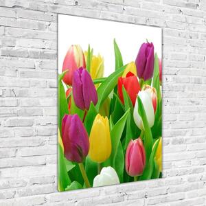 Vertikální Fotoobraz na skle Barevné tulipány osv-12652067
