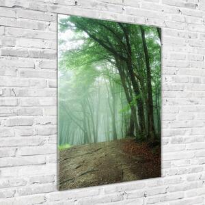 Vertikální Foto obraz sklo tvrzené Mlha v lese osv-132941694