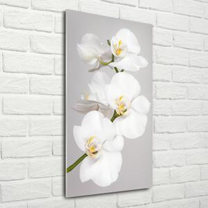 Vertikální Foto obraz fotografie na skle Bílá orchidej osv-133396361