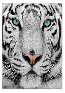 Vertikální Foto obraz sklo tvrzené Bílý tygr osv-13468757