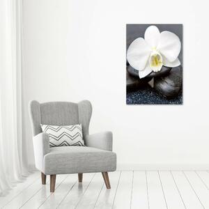 Vertikální Foto obraz na plátně Orchidej a kameny ocv-143014442