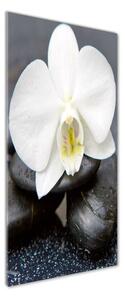 Vertikální Fotoobraz na skle Orchidej a kameny osv-143014442