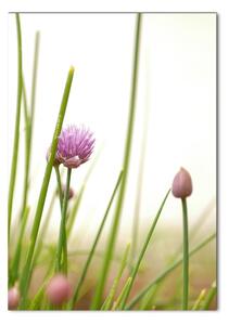 Vertikální Fotoobraz na skle Květ pažitky osv-146011215