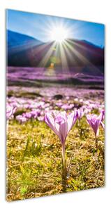 Vertikální Foto obraz skleněný svislý Šafrán v horách osv-146993619