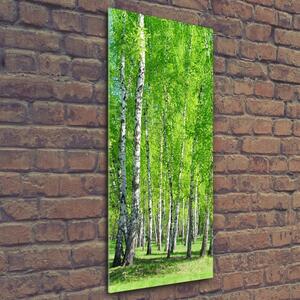 Vertikální Foto obraz sklo tvrzené Břízový les osv-155145245
