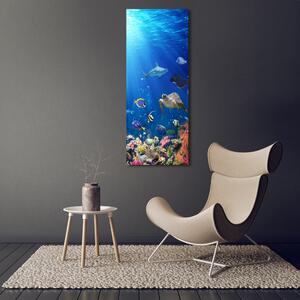 Vertikální Foto obraz sklo tvrzené Korálový útes osv-161347812