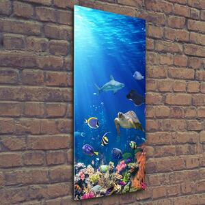 Vertikální Foto obraz sklo tvrzené Korálový útes osv-161347812