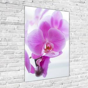Vertikální Fotoobraz na skle Růžová orchidej osv-178713472