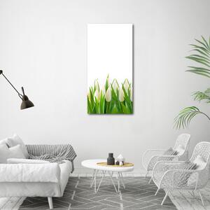 Foto-obraz canvas do obýváku Bílé tulipány ocv-30153186