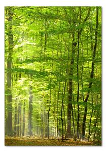 Vertikální Foto obraz sklo tvrzené Bukový les osv-31250020