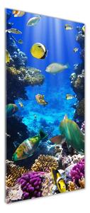Vertikální Foto obraz sklo tvrzené Korálový útes osv-34733928