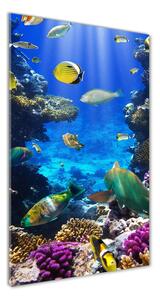 Vertikální Foto obraz sklo tvrzené Korálový útes osv-34733928