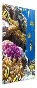 Vertikální Foto obraz sklo tvrzené Korálový útes osv-36026012