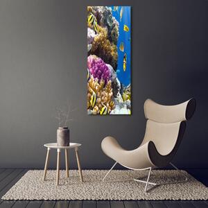 Vertikální Foto obraz sklo tvrzené Korálový útes osv-36026012