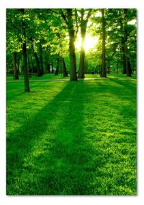 Vertikální Foto obraz fotografie na skle Slunce v parku osv-3863874