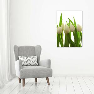 Vertikální Foto obraz na plátně Bílé tulipány ocv-40774671