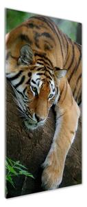 Vertikální Fotoobraz na skle Tygr na stromě osv-4289086