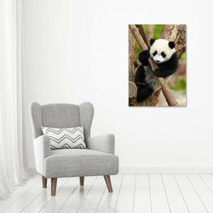 Vertikální Foto obraz skleněný svislý Panda na stromě osv-43324424