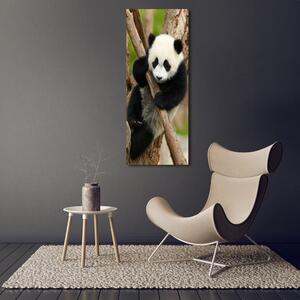 Vertikální Foto obraz skleněný svislý Panda na stromě osv-43324424