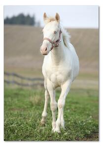 Vertikální Foto obraz sklo tvrzené Kůň albín osv-51207060