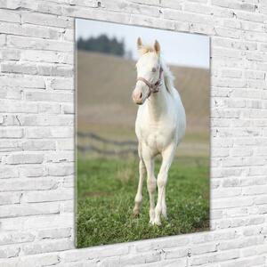 Vertikální Foto obraz sklo tvrzené Kůň albín osv-51207060
